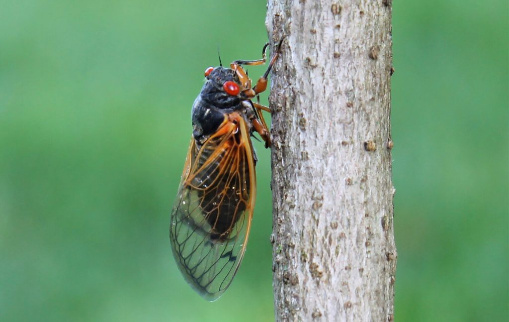 Brood X cicada